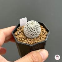 ราคา แมมเปค Mammillaria pectinifera แคคตัส กระบองเพชร cactus succulent (19701243279)