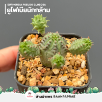 ราคา รวมกระบองเพชรและไม้อวบน้ำ 2 หลากหลายสายพันธุ์ ส่งทั้งกระถาง cactus succulent (16524956102)