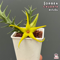 ราคา เก๋งจีน Orbea Caudata แคคตัส กระบองเพชร cactus succulent (15478753575)
