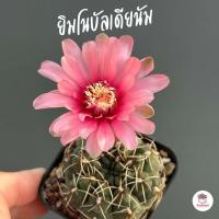 ราคา รวมยิมโน Gymnocalycium Mix แคคตัส กระบองเพชร cactus succulent (19335929223)