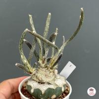 ราคา คาปุดเมดูซ่า Astrophytum Carput Medusa แคคตัส กระบองเพชร cactus succulent (8161635040)