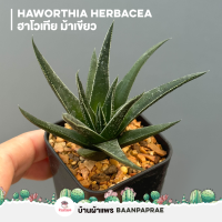 ราคา รวมกระบองเพชรและไม้อวบน้ำ 2 หลากหลายสายพันธุ์ ส่งทั้งกระถาง cactus succulent (16934786720)