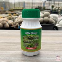 ราคา Golden Flower ยากันรา กันแมลง เร่งราก เร่งดอก 250 ซีซี ไม้อวบน้ำ กุหลาบหิน กระบองเพชร cactus succulent (12428500850)