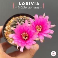 ราคา โลบิเวีย ดอกชมพู Lobivia แคคตัส กระบองเพชร cactus succulent (9512673751)