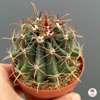 ราคา เฟอโรเล็บเหยี่ยว กระถาง3นิ้ว Ferocactus Peninsulae แคคตัส กระบองเพชร cactus succulent (5930226979)