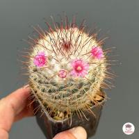 ราคา Mammillaria Bombycina แคคตัส กระบองเพชร cactus succulent (6011412589)
