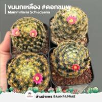 ราคา รวมกระบองเพชรและไม้อวบน้ำ 2 หลากหลายสายพันธุ์ ส่งทั้งกระถาง cactus succulent (18850705086)