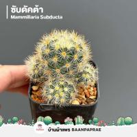 ราคา รวมกระบองเพชรและไม้อวบน้ำ 2 หลากหลายสายพันธุ์ ส่งทั้งกระถาง cactus succulent (17053178967)