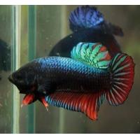 ราคา ปลาหม้อสายกัด แปดริ้ว หัวบ่อหม้อแปดริ้ว หม้อนำเข้า กัดดุมาก ทนมาก หนังเหนียวฟันคม ได้ไปสุดจัดแน่นอน ส่งด่วน รับประกันสินค้า100 new (20552403236)