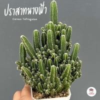 ราคา ปราสาทนางฟ้า กอ Cereus Tetragonus แคคตัส กระบองเพชร cactus succulent (4526634101)