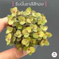 ราคา ริบบิ้นชาลีสีทอง กระถาง2นิ้ว ไม้อวบน้ำ กุหลาบหิน cactus succulentหลากหลายสายพันธุ์ (10182772833)