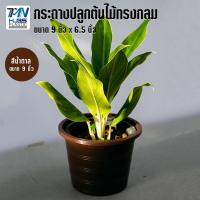 ราคา กระถางปลูกต้นไม้พลาสติก ทรงกลมปกติ ขนาด กว้าง 9 นิ้ว สูง 6 5 นิ้ว มี 9 สี ราคาโรงงาน กระถางพลาสติก กระถางต้นไม้ TMN Hubs (8379982791)