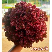 ราคา เมล็ดพันธ์ผักสลัด Green Oak กรีนโอ๊ค เรดโอ๊ค คอส กรีนคอส ตราไฮคิว Hi Q บรรจุ 100 เมล็ด เมล็ดเปลือย ยอดนิยม นำเข้าจากเนเธอร์แลนด (19533448693)