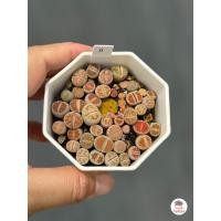 ราคา ไลทอป Lithop Mix แคคตัส กระบองเพชร cactus succulents (7107922398)
