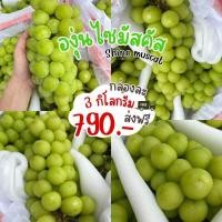 ราคา องุ่นไซมัสคัส หวานฉ่ำ ลูกใหญ่ เนื้อเยลลี่ น้ำหนัก 3 กิโลกรัม ส่งฟรี (20560734942)