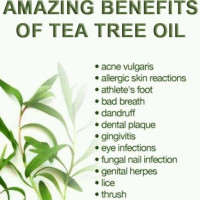 ราคา น้ำมัน ทีทรีออย Tea Tree Oil เพียว100 ออแกนิกส์ ใช้กับผิว ติดเชื้อ อักเสบ เป็นสิว เป็นบั๊มจากเจาะหู (17968562837)