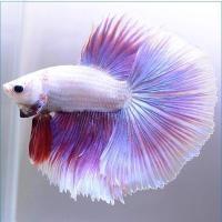 ราคา สีใหม่ ปลากัด สีพาสเทล สีอ่อน คละสี เกรดA ปลาสวยงาม ปลากัด ฮาฟมูน หางครึ่งพระจันทร์ เกรดส่งออก สีสดใส แข็งแรง (20516130320)