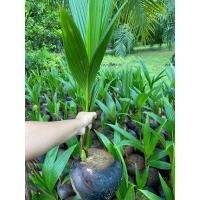 ราคา มะพร้าวแกงชุมพร2 มะพร้าวแกง3ปี มะพร้าวแกงต้นเตี้ยให้ผลผลิตเร็ว ชุดละ 5ต้น (12950287323)