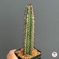 ราคา ยูโฟเบีย Euphorbia Confinalis แคคตัส กระบองเพชร cactus succulent (7179412611)