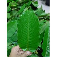 ราคา ใบกระท่อมสด ใบใต้แท้ กระท่อมชุมพร ใบสวยๆมัน (18562568464)