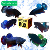 ราคา กล่องปลากัดหม้อ ปลากัดหม้อแปดริ้ว อินโด มาเล เวียดนาม ไทย จำนวน1 ตัว สุดคุ้ม รับประกันสินค้ากัดดีทุกตัว (20597515548)