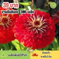 ราคา เมล็ดพันธุ์ ดอกบานชื่นกลีบซ้อน สีแดง บรรจุ 300 เมล็ด (20097792449)