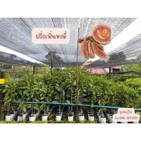 ราคา ฝรั่งเฟิ่นหงมี่ ฝรั่งน้ำผึ้งสีชมพู ฝรั่งไส้แดงสายพันธุ์จากไต้หวัน (16517167225)
