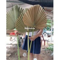 ราคา ใบตาลแห้ง ใบตาล ใบตาลตัดปลาย ใบจริง สีธรรมชาติ แต่งปลายใช้ปักแจกัน ใบเก๋ตกแต่งบ้านแต่งร้าน จัด backdropงานเลี้ยง ราคา 1ใบ (9686073576)