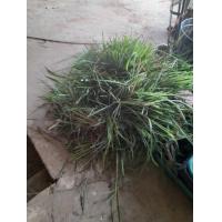 ราคา ใบตะไคร้หอมสด 20 กิโลกรัม (15059314442)