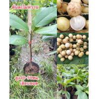 ราคา ต้นละไมหวาน รสชาติหวาน แบบเสียบยอดสูง40 50เซนฯ (19378096740)