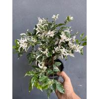 ราคา ต้นโมกด่าง บอนไซ กระถาง 5 นิ้ว (10634813546)