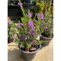 ราคา ต้นนีออนใบเงิน พุ่มใหญ่ ดอกสีม่วง (17911260770)