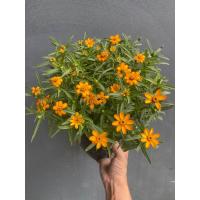 ราคา ต้นกระดุมเงิน ทอง ส้ม จัดส่งแบบถุงชำ (19436480084)