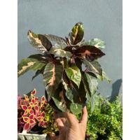 ราคา ต้นสามกษัตริย์ เงิน ทอง นาค กระถาง 6 นิ้ว (17203103670)