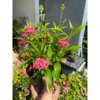 ราคา ต้นเข็มชมพูนุช ดอกมีกลิ่นหอม กระถาง 5 6 นิ้ว (17768620252)