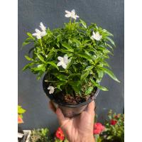 ราคา ต้นพุดศุภโชค กระถาง 5 6 นิ้ว (17816642487)