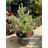 ราคา ต้นนีออนใบเงิน พุ่มใหญ่ ดอกสีม่วง (17911260769)