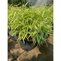 ราคา ต้นไผ่เงิน ไผ่แมว กระถาง 10 11 นิ้ว (17887156702)