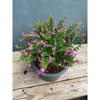 ราคา ต้นหลิวไต้หวัน แดง ม่วง กระถาง 8 นิ้ว (19505319989)