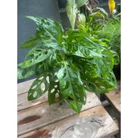 ราคา ต้นพลูฉลุ กระถาง 4 นิ้ว (16352306438)