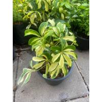 ราคา ต้นปลาหมึกด่าง กระถาง 6 นิ้ว (20039406983)