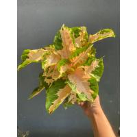 ราคา ต้นสามกษัตริย์ เงิน ทอง นาค กระถาง 6 นิ้ว (18851315698)