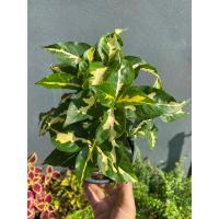 ราคา ต้นสามกษัตริย์ เงิน ทอง นาค กระถาง 6 นิ้ว (17203103668)