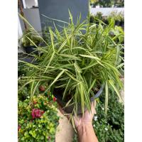 ราคา ต้นไผ่เงิน ไผ่แมว กระถาง 8 นิ้ว (16372238365)