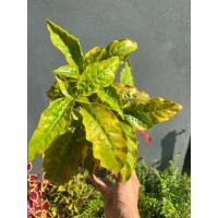 ราคา ต้นสามกษัตริย์ เงิน ทอง นาค กระถาง 6 นิ้ว (17203103669)