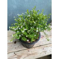 ราคา ต้นหลิวไต้หวัน แดง ม่วง กระถาง 8 นิ้ว (19505319991)