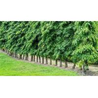 ราคา ต้นอโศกอินเดีย10เเซน ชุด20ต้น 550บาท (14067776246)