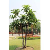 ราคา ต้นจิกเศรษฐี 25 30 เซนติเมตร (14610627856)