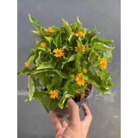 ราคา ต้นกระดุมเงิน ทอง ส้ม จัดส่งแบบถุงชำ (19250026496)