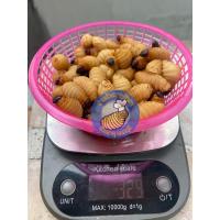 ราคา ด้วงสาคูสด อาหารชูก้า ด้วงมะพร้าว 100 กรัม จำนวน20 30ตัว Sago beetles (14310862302)